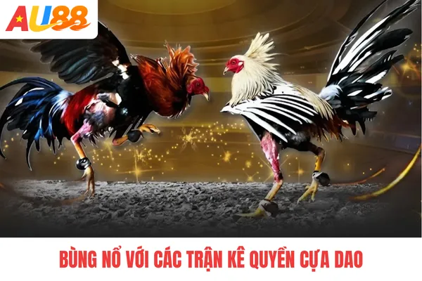Bùng nổ với các trận kê quyền cựa dao