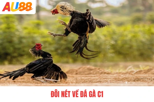 Đôi nét về đá gà C1