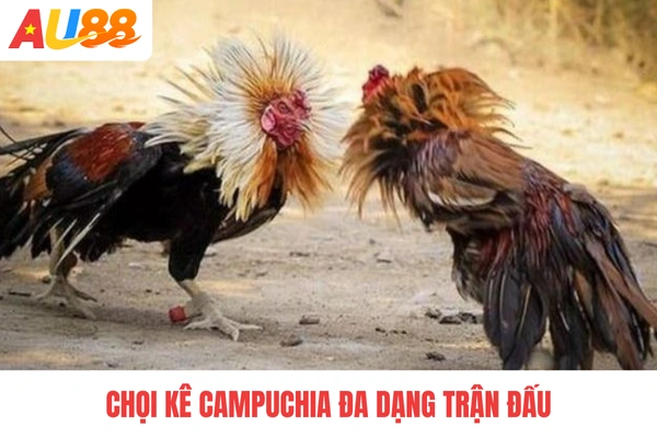 Chọi kê Campuchia đa dạng trận đấu