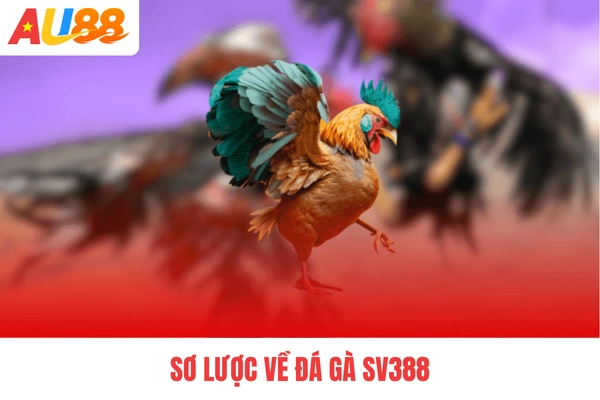 Sơ lược về đá gà SV388