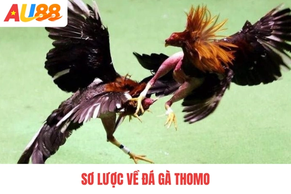 Sơ lược về đá gà Thomo