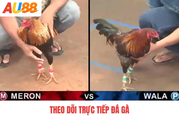 Theo dõi trực tiếp đá gà