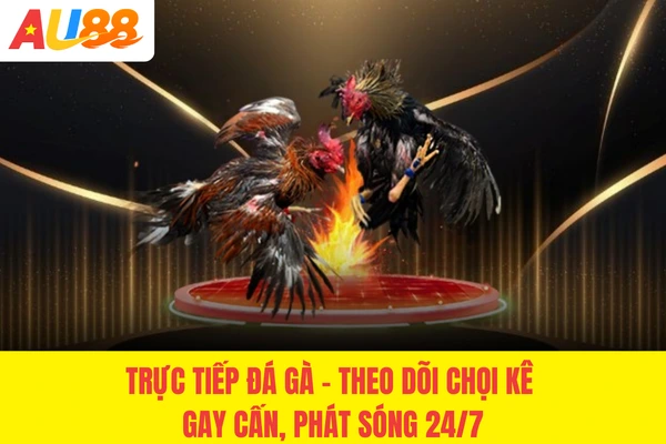 Trực Tiếp Đá Gà - Theo Dõi Chọi Kê Gay Cấn, Phát Sóng 24/7